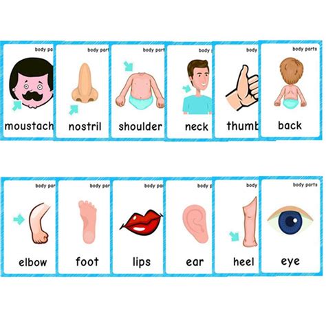 Body Parts Flashcards Printable Printable Word Searches