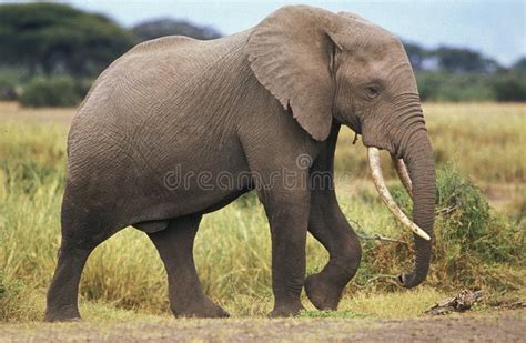 Elephant D Afrique Loxodonta Africana Stock Photo Image Of Male