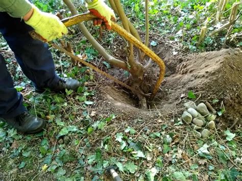 How To Remove A Tree Stump Easily Without Chemicals Dengarden