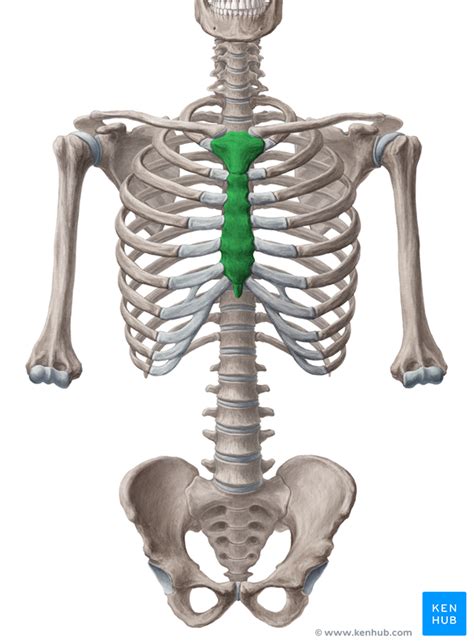 We hope this post inspired you and help you what you are looking for. Sternum • Anatomy, parts, pain and clinical correlation ...