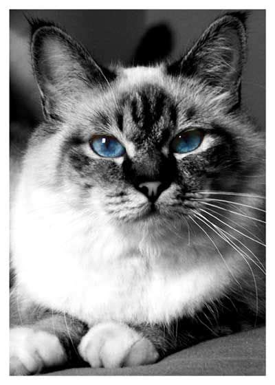 Birman Cat Dont Shed Much And Good With Dogs With Images