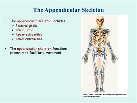 Appendicular Skeleton Structure