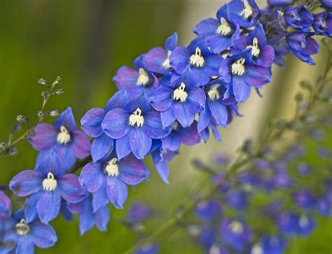 See more of fiore violetto on facebook. Quali fiori blu conosci? | Blog di fiori e notizie fresche