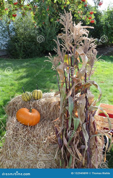 Corn Stalks And Pumpkins On Hay Bales Stock Image Image Of Harvest