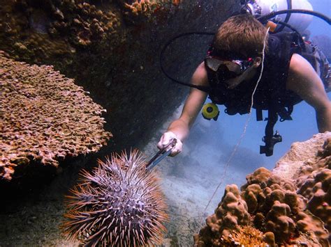 Crown Of Thorns Starfish Outbreak