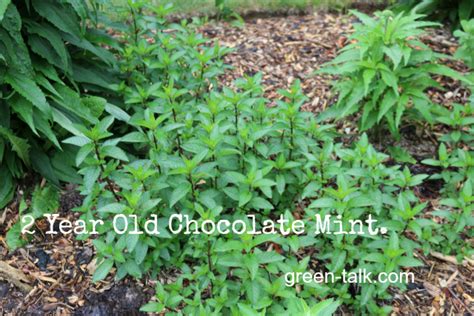 Heres Why You Should Be Growing Mint ~ Bless My Weeds