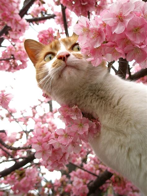 Sakura Cat Curious Tanakawho Flickr
