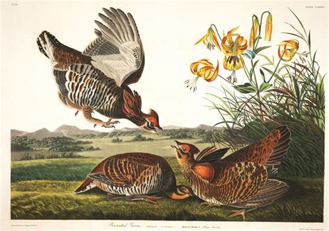 All 435 Illustrations from John J Audubon's 'Birds of America' Are Available for Free Download ...