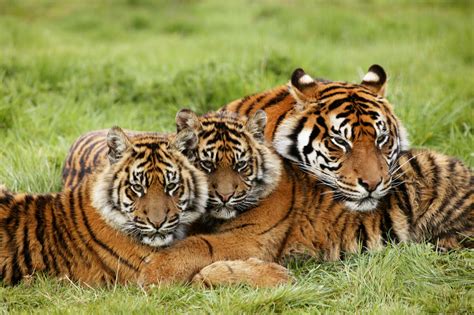 Tiger Behavior