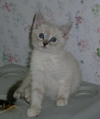 Adoptable cat Iris | CIW