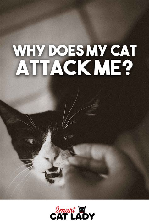 Ever Wonder Why Your Cat Attacks You And Only You Check This Out And