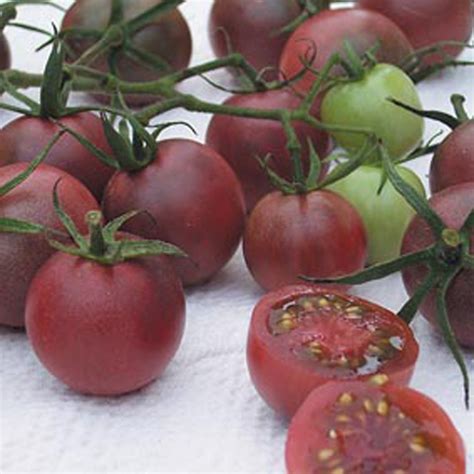 Black cherry was the winner of our 2017 trial of dark colored, cherry tomatoes. Tomato Chocolate Cherry Seeds|D. T. Brown Vegetable Seeds