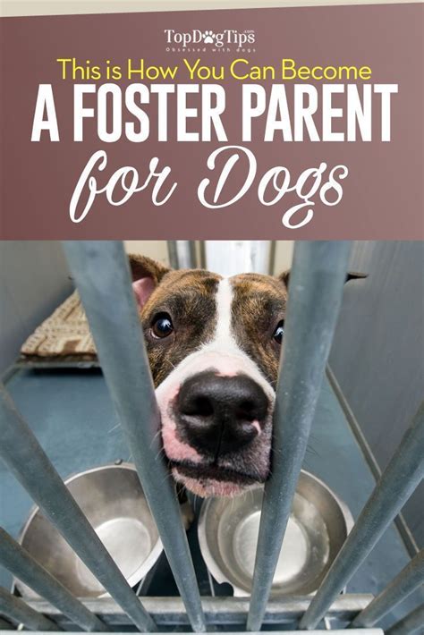 Lets Talk How To Become A Foster Parent For Dogs Top Dog Tips