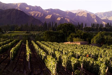 Para Conhecer E Saborear Os Melhores Vinhos Em Território Argentino