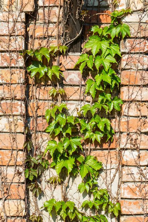 843 Vine Plant Old Weathered Brick Wall Stock Photos Free And Royalty