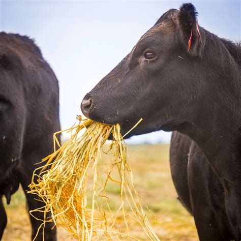 Tips When Feeding Unharvested Crops To Cattle