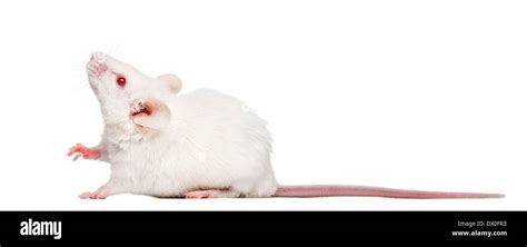 Side View Of An Albino White Mouse Looking Up Mus Musculus In Front