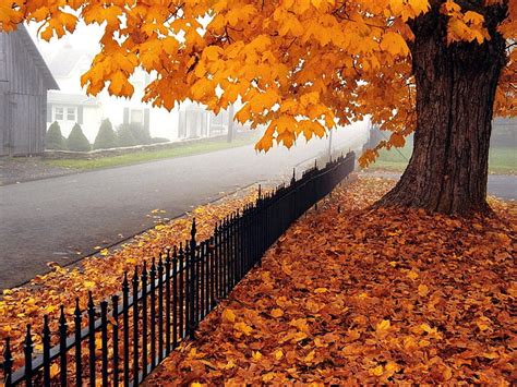 Hd Wallpaper Dried Leaves Autumn Tree Fence Fencing West Virginia