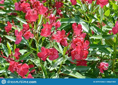 Blooming Pink Oleander Flowers Or Nerium In Garden Stock Photo Image