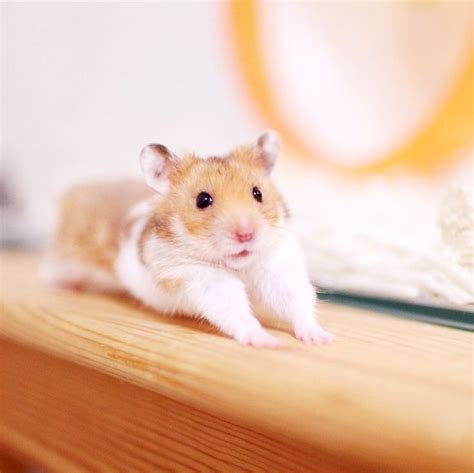 Pin By Dalisnyan697 On Aesthetic Cute Hamsters Funny Hamsters Cute