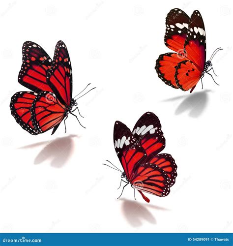 Three Red Monarch Butterfly Stock Image Image Of Isolated Monarch
