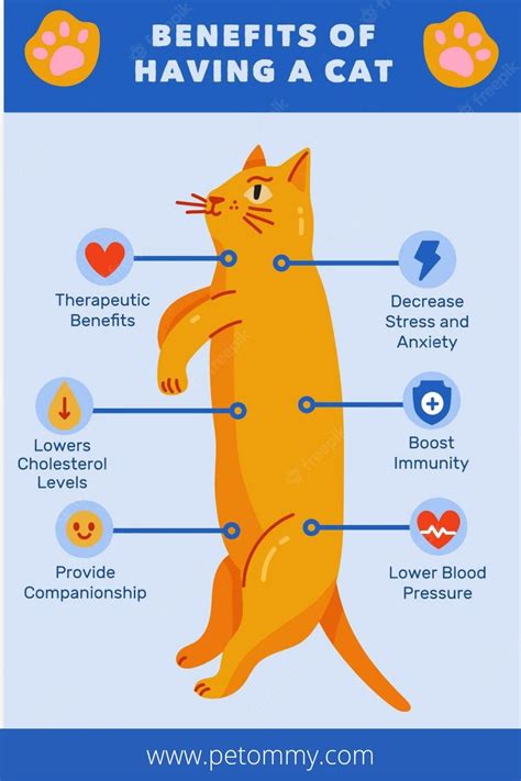 Benefits Of Having A Cat Benefits For Cat Owners Cat Infographic