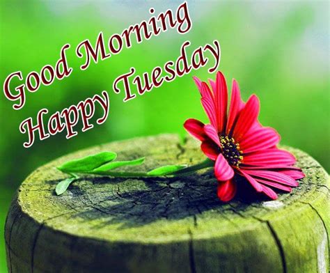 Happy Tuesday Good Morning Wishes With Flowers Good Morning Tuesday