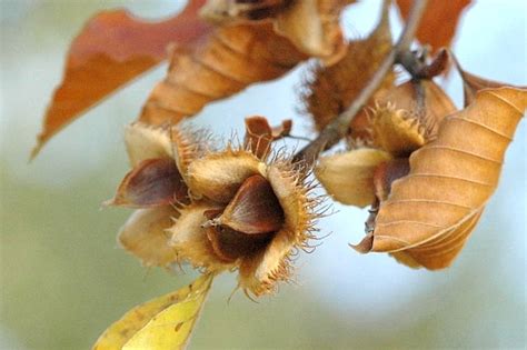 Pin By Diana Gentimir On Fagus Silvatica Botany Taxon Image