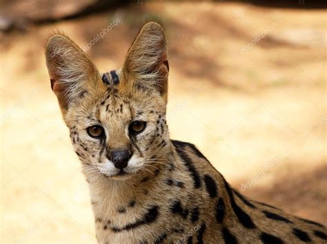 Close Up Of Serval African Wild Cat Stock Photo By ©cd123 14202629