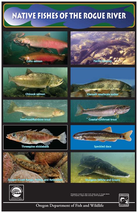 Native Fishes Of The Rogue River By The Oregon Department Of Fish And
