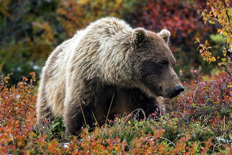 Grizzly Bear In Denali National Park Alaska Photograph By Olivier