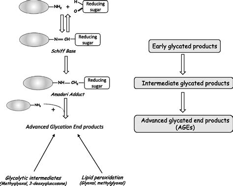 Learn more of how your genetics and lifestyle are important. Uremic Toxicity of Advanced Glycation End Products in CKD ...