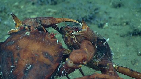 Two Deep Sea Male Red Crabs Are Pictured Here In An Intense Duel