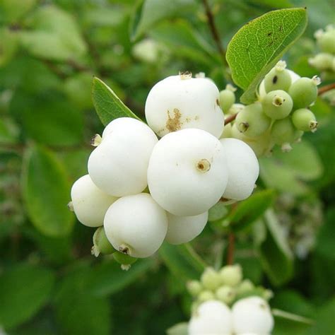 Buy Snowberry Symphoricarpos Albus 20 Seeds Online Seeds