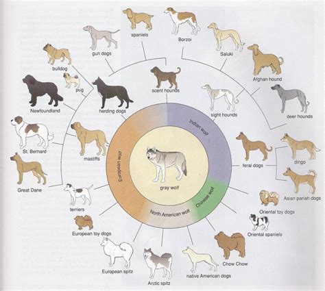 The Domestication Of The Dog Fox Cattle And Sheep Hubpages