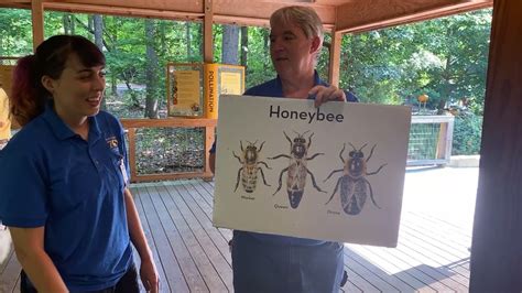 Zoo Edventures Honey Bees Youtube