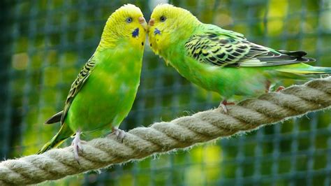 8 Hours Parakeets Chirping Sounds Meditation In Budgies Songs To