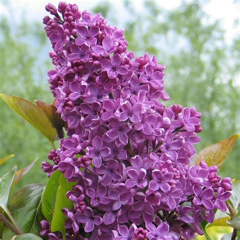Syringa Vulgaris Souvenir De Louis Spaeth Purple Lilac Trees