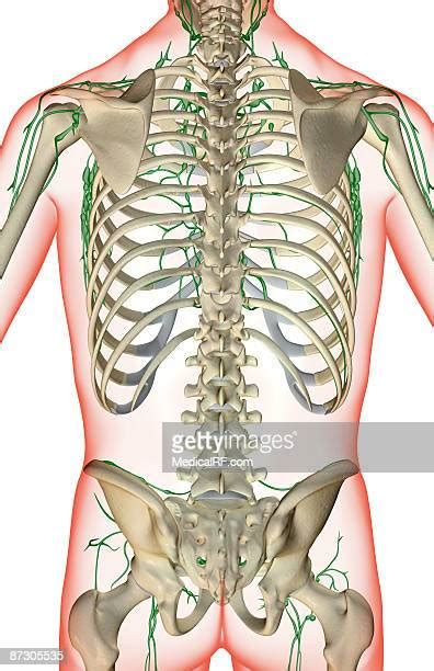 Axillary Lymph Node High Res Illustrations Getty Images