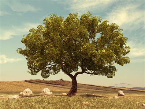 Unusual Trees Wallpapers High Quality Download Free