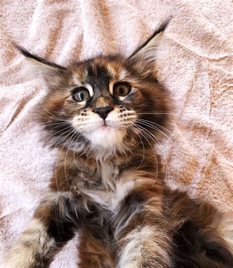 Places san diego, california pet serviceanimal shelter san diego cats kittens & kitties for adoption. Pin on Maine Coon Cats