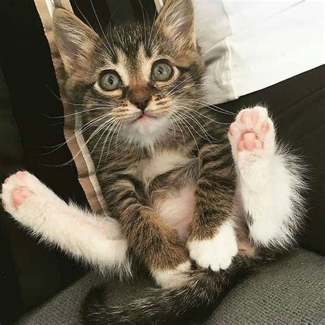 😻we Love Cats And Kittens 😻 Welovecatsandkittens • Instagram