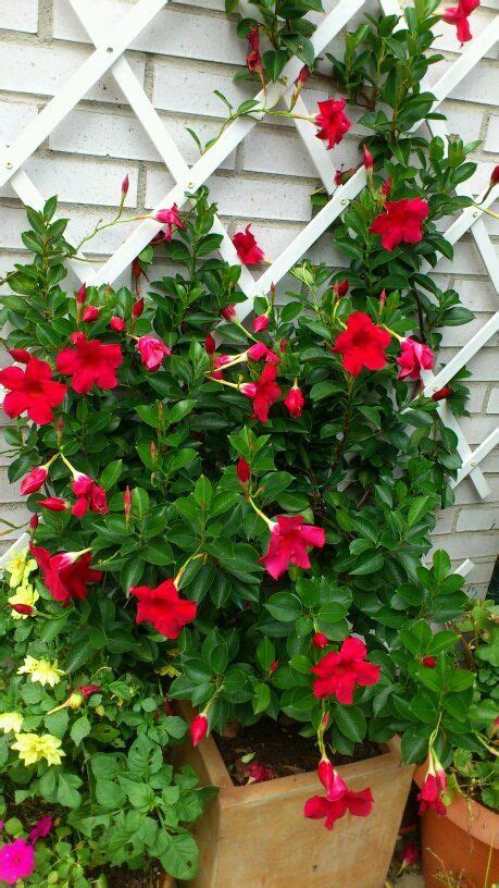 Neem oil has also been known to assist in the removal of spider mites and will deter them from infesting if sprayed early on. Dipladenia: Heat tolerant and water efficient tropical. In ...