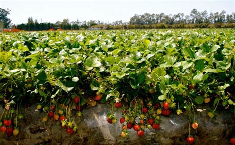 Strawberry Fields In Southern California California Farmer Plants