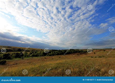 Steppe En Ukraine Usines De Steppe Borysthenica De Stipa Valesiaca De