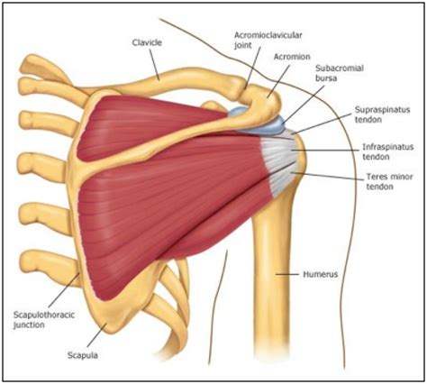 If you are fortunate, you. Shoulder Problems and Injuries | Dr. Russell D. Caram ...