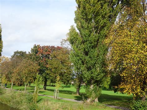 Trees of Yorkshire Museum Gardens | God's Own County