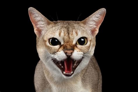 Cat Screaming — What It Sounds Like And What It Means Catster