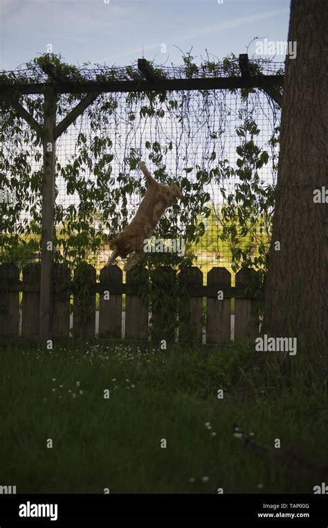 Jumping Savannah Cat Stock Photo Alamy