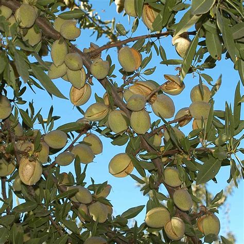 Nut Trees Store Tomorrows Harvest By Burchell Nursery
